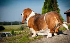 注意，這８種做法會(huì)減損狗狗的壽命！