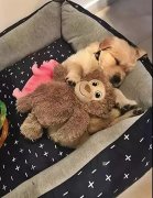 這幾件事你可能經常做，但是卻不知道傷了狗狗