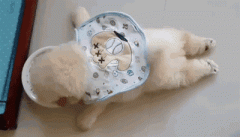 狗狗懶出新境界，只有你想不到，沒有它們做不