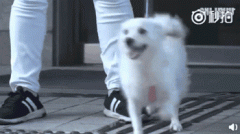 狗，真是人類最好的朋友嗎？