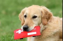 狗狗突然休克？7個急救辦法可以救你的狗! 華興