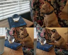 我家狗愛多管閑事咋整？一天到晚都瞎操心...