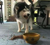 這些錯誤喂食習慣，別再犯了  華興寵物食品