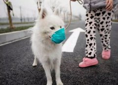 疫情下，如何保證寵物的安全？