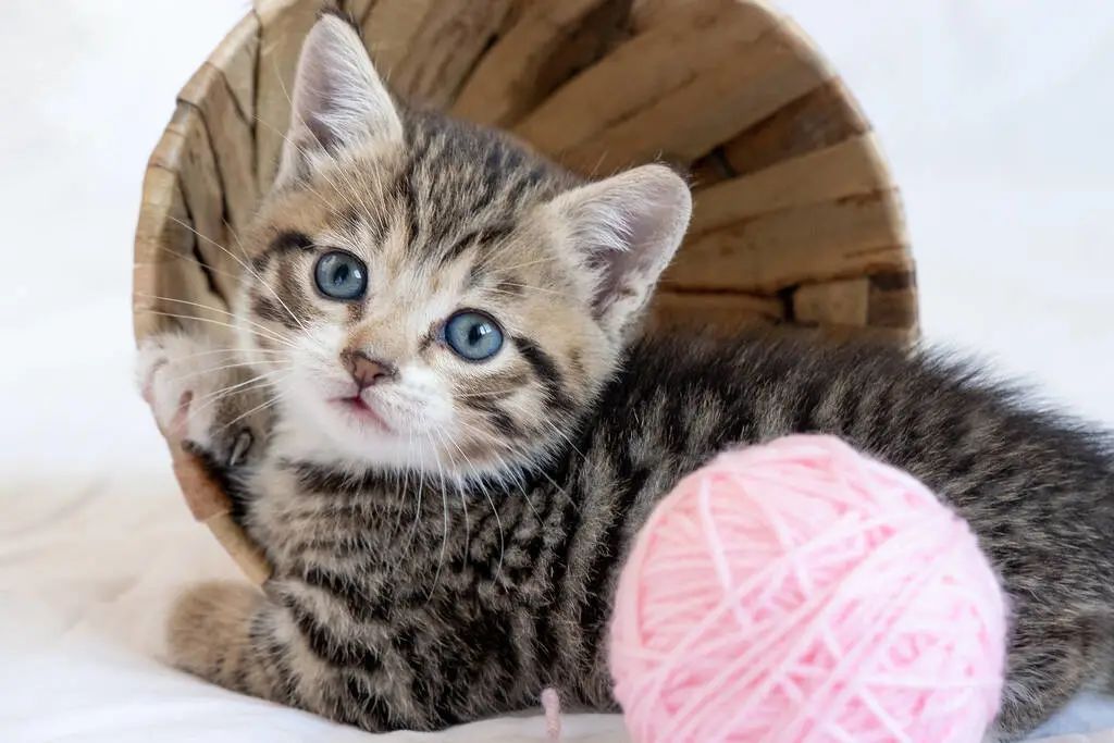 公貓和母貓的區別，你知道幾個？