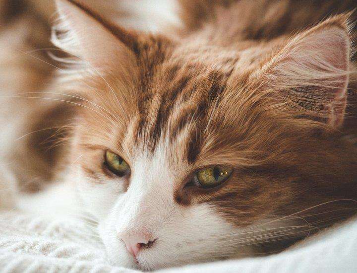 面對壞脾氣的貓咪我們該怎么辦呢？