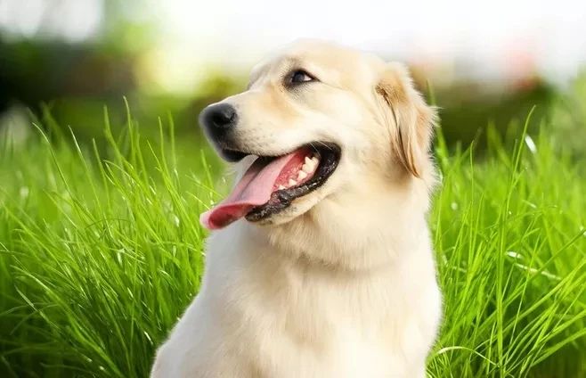 狗狗挑食不愛吃飯，究竟怎么回事？！