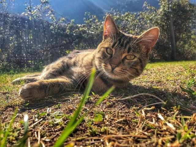 貓咪在春天容易感冒，平時應該注意什么呢？