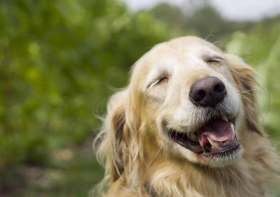 別再誤會狗狗了，它的這些行為，內心想法是這樣的