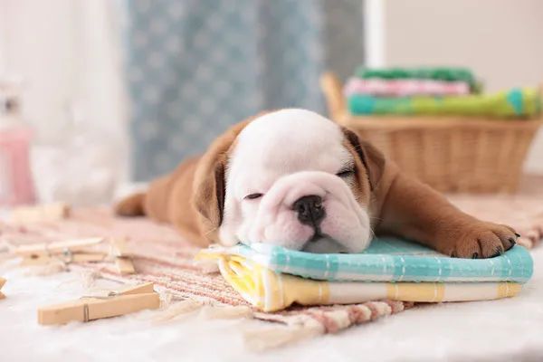 冬天給狗狗梳毛時總有靜電怎么辦？