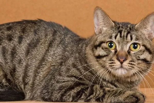 今天我們來盤點一下五種熱門的寵物貓，來看看你家的貓咪上榜了嗎？