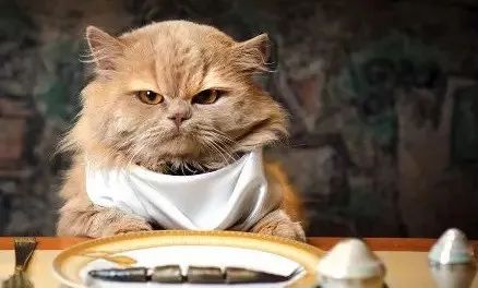 關于貓咪的5個“民間說法”，過于荒誕了