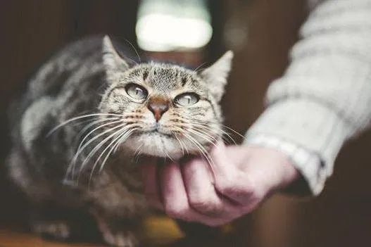 元旦丨新的一年，寵愛有加