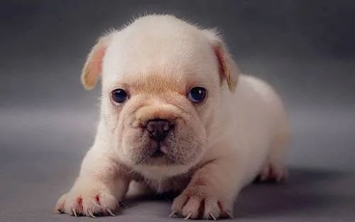 幼犬喂食的5個要點！小狗身體虛弱，主人可要注意了！